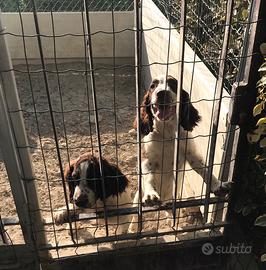 Cuccioli di springer spaniel