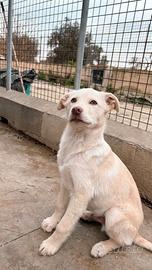 Etan, stupendo cucciolo dagli occhi smeraldo