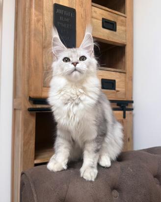 Maine coon CUCCIOLA altissimo livello LINEE ESTERE