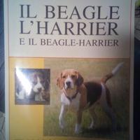 il Beagle Harrier