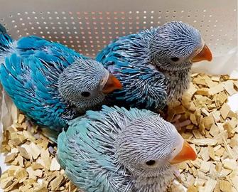 Pulli parrocchetto dal collare