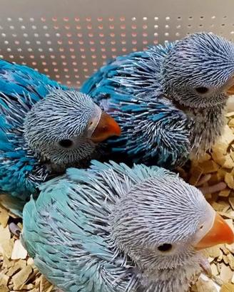 Pulli parrocchetto dal collare