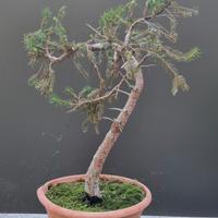 bonsai abete