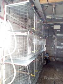 Batteria di gabbie a parete con sistema rotolo car