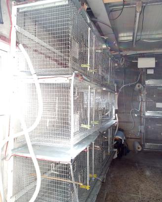 Batteria di gabbie a parete con sistema rotolo car