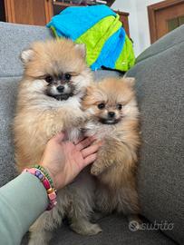 Volpini di Pomerania con pedigree