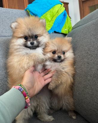 Volpini di Pomerania con pedigree