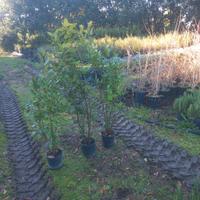 ven do piante di alloro a prezzi stracciatiii