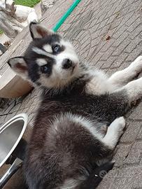 Siberian Husky