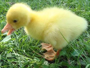 Pulcini di gallina, anatroccoli e ochette