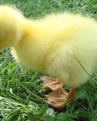 Pulcini di gallina, anatroccoli e ochette