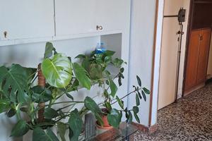 singola per ragazza lavoratrice 