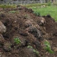 Cessione letame di cavallo