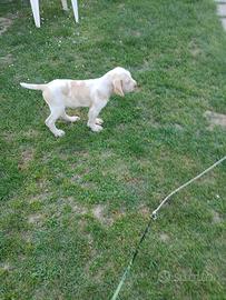 Cane razza spinone