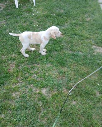Cane razza spinone