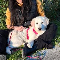 LAVA divina mix maremmana in adozione