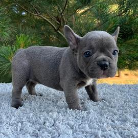 Cuccioli di bulldog francese blu maschi