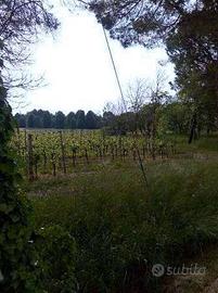 Immobile in asta di 50060 m² a Caneva