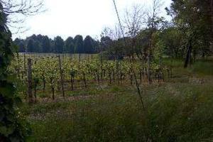Immobile in asta di 50060 m² a Caneva