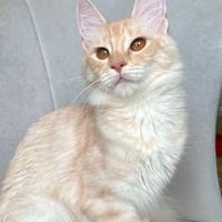 Gattina di razza, Angora Turco - Gloria