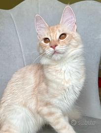 Gattina di razza, Angora Turco - Gloria