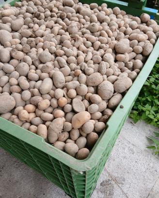 Patate consumo animale