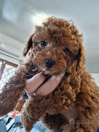 Cuccioli di Barboncino