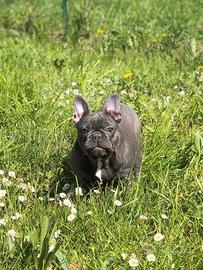 Dolcissima Bulldog Francese Total Blu
