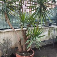 Pianta - albero - Tronco della felicita -