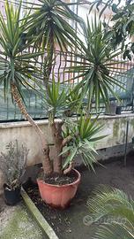 Pianta - albero - Tronco della felicita -