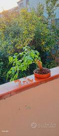 bonsai di bouganville 
