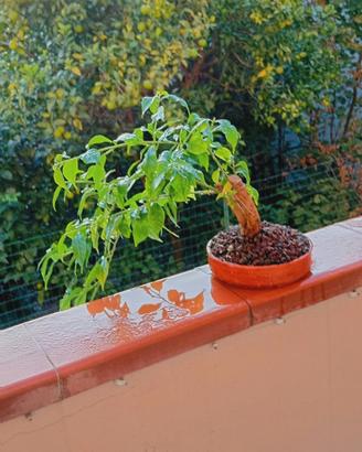 bonsai di bouganville 