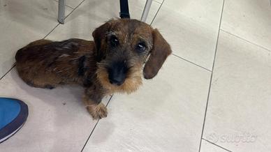 Per accoppiamento bassotto femmina a pelo ruvido