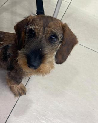 Per accoppiamento bassotto femmina a pelo ruvido