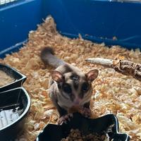 Petauro dello zucchero