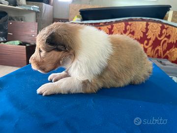 Cuccioli pastore scozzese con pedigree