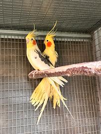 Calopsite pappagalli