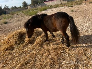 Mini Pony maschio 2 anni
