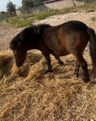 Mini Pony maschio 2 anni