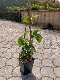 Passiflora Edulis