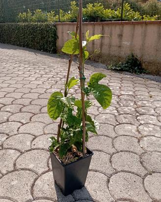 Passiflora Edulis