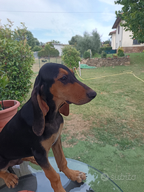 Cucciolo segugio italiano