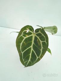 Anthurium crystallinum
