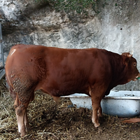 Vitelli limousin