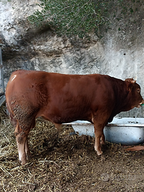 Vitelli limousin