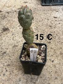 Tephrocactus Articulatus – Cactus “Spina di Carta”