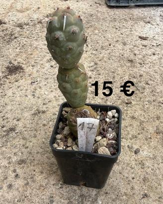 Tephrocactus Articulatus – Cactus “Spina di Carta”