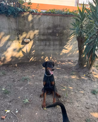 Cucciolo dobermann 9 mesi