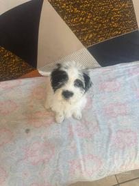 Cucciolo di Bichon Havanese maschio