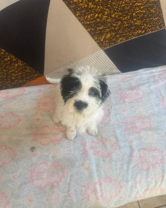 Cucciolo di Bichon Havanese maschio